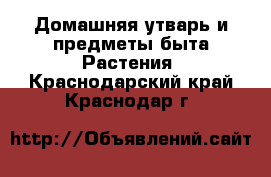 Домашняя утварь и предметы быта Растения. Краснодарский край,Краснодар г.